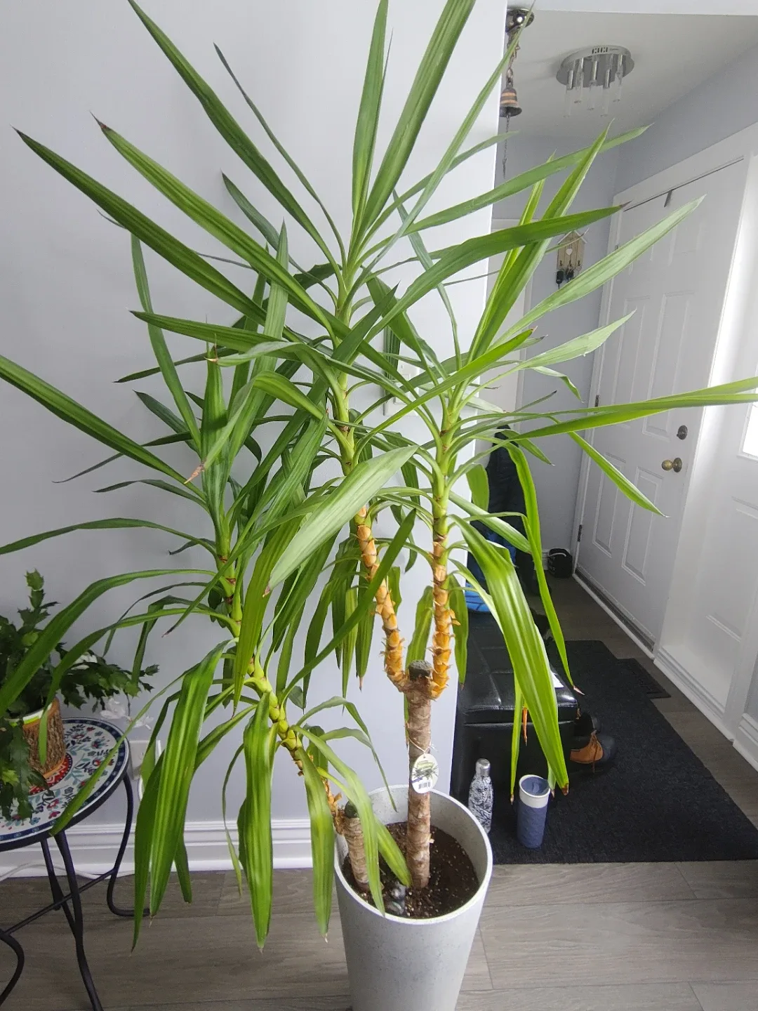 Yucca Plant - 77 Inches Tall