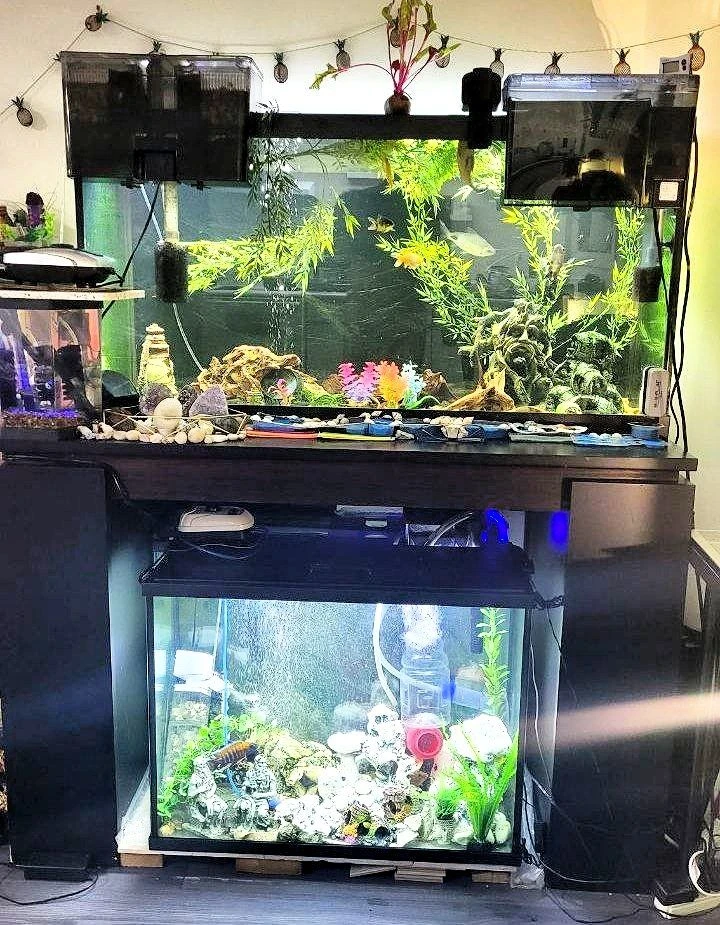 Rare High-Quality Corner 10 Aquariums set 300 gallons - photo 5