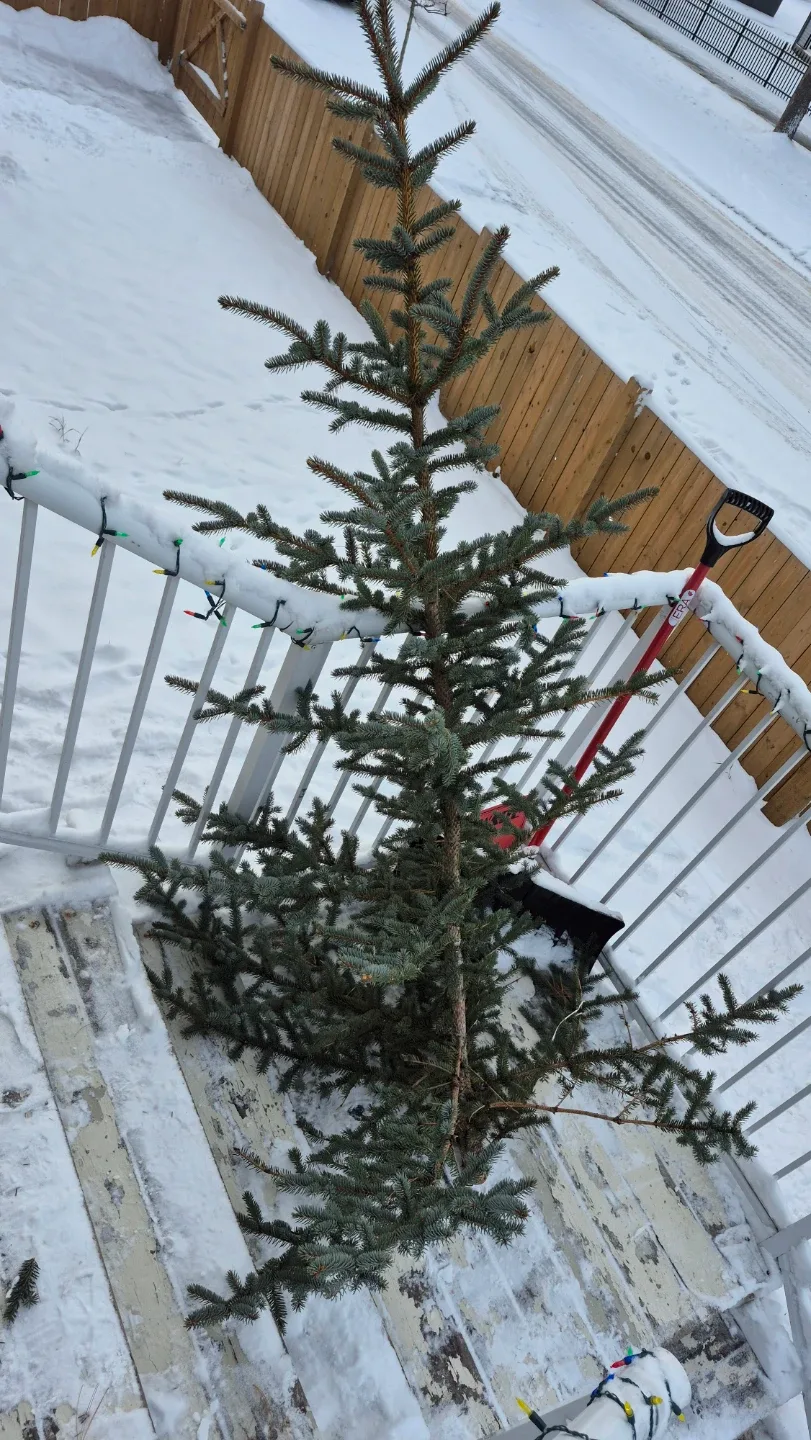 Christmas Tree for sale