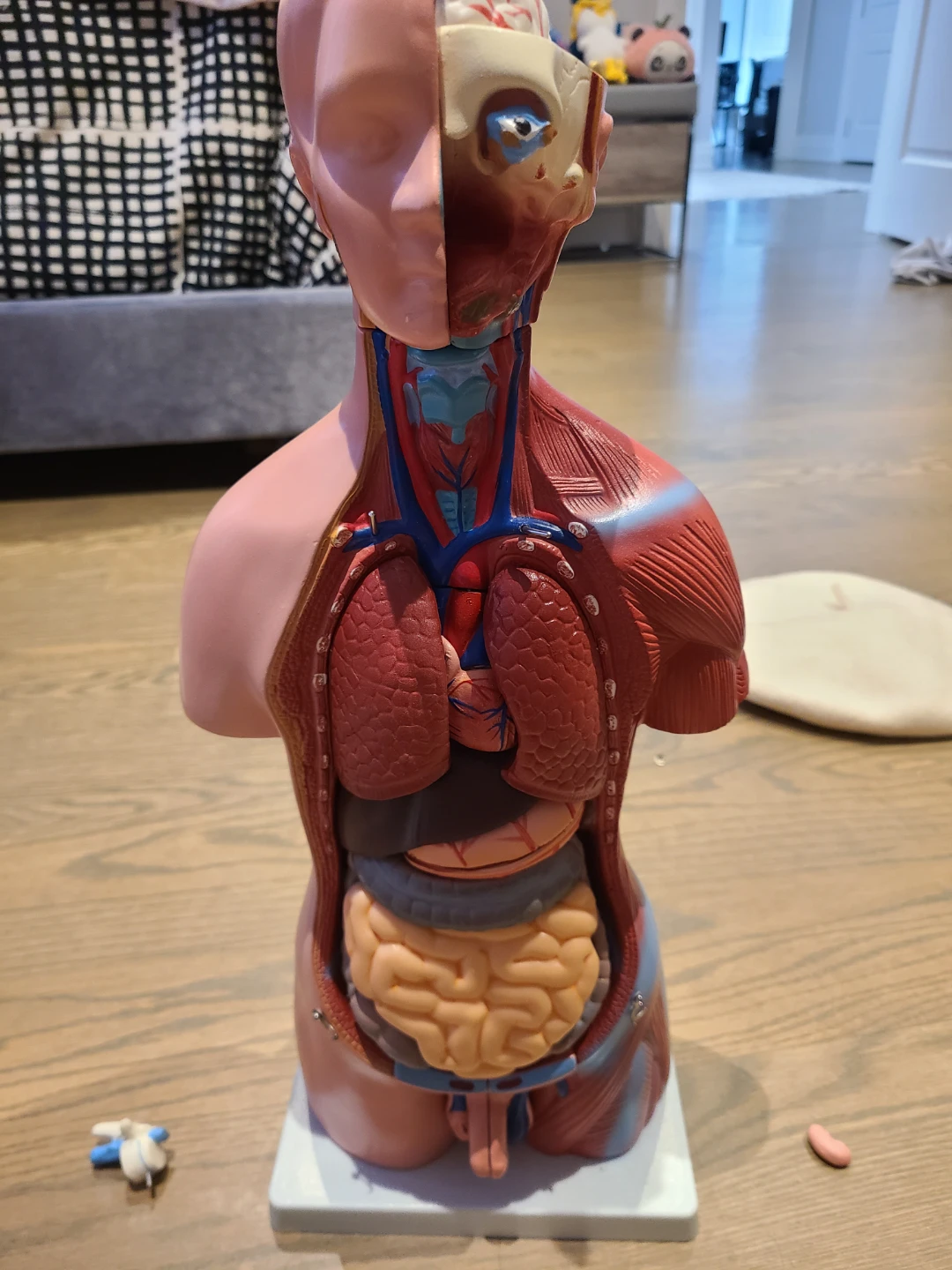 Human Torso Model - photo 4