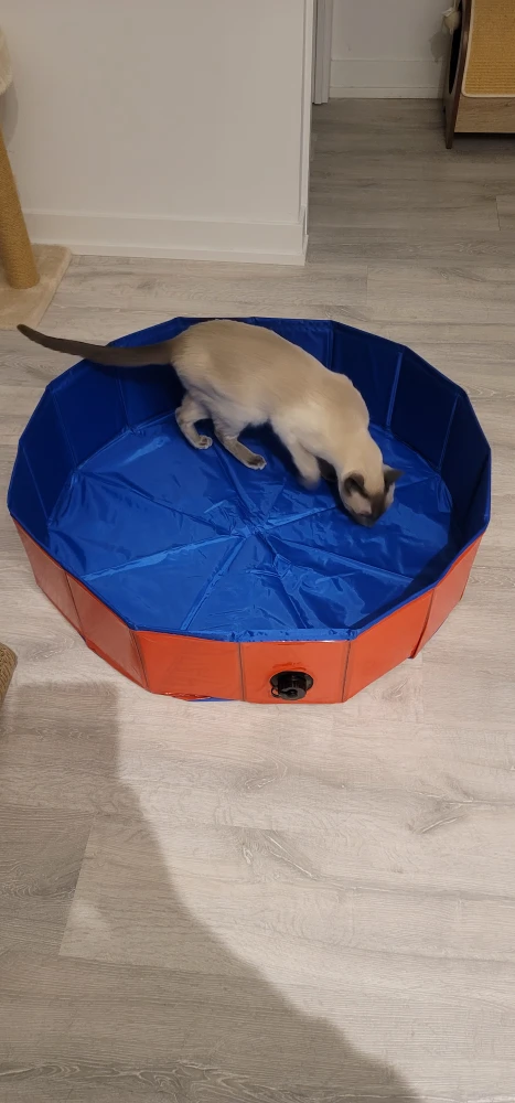 Foldable Pet Pool for Small Dogs/Cats (and Kids)
