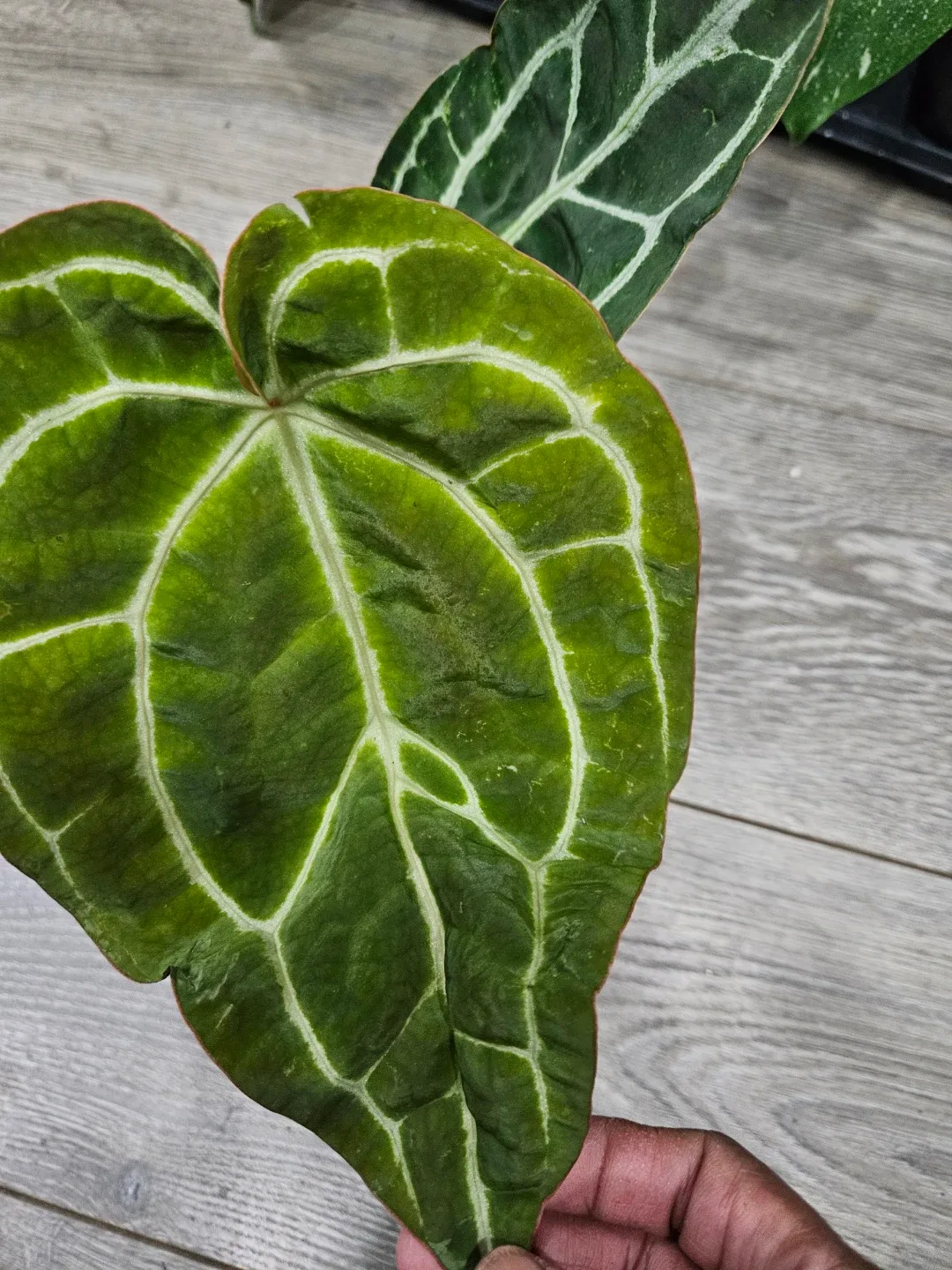 Anthurium Crystallinum Plant