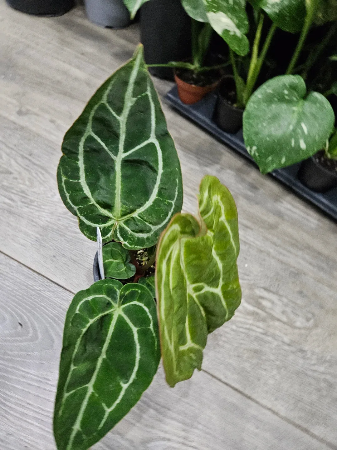 Anthurium Crystallinum Plant image indicator(3)