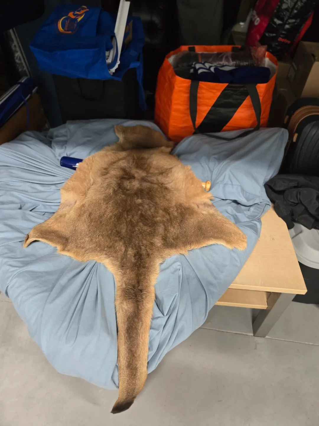Kangaroo skin rug