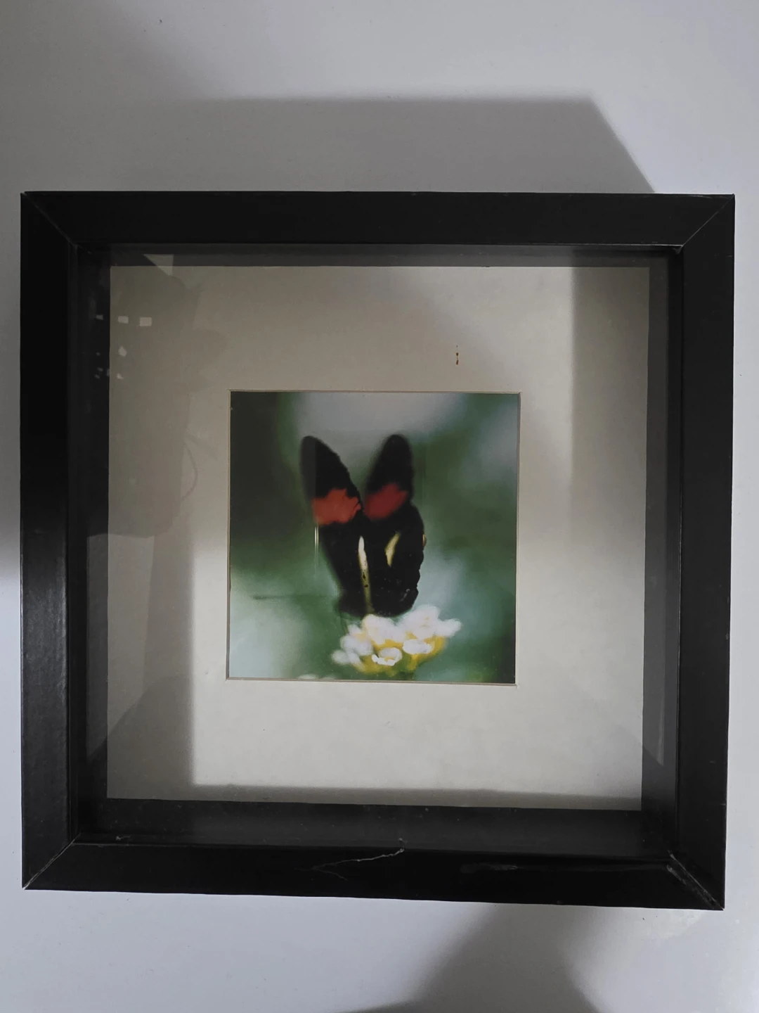 Framed Butterfly  forest Art Prints - photo 3