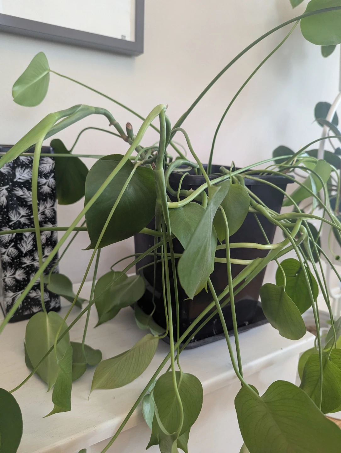 Monstera