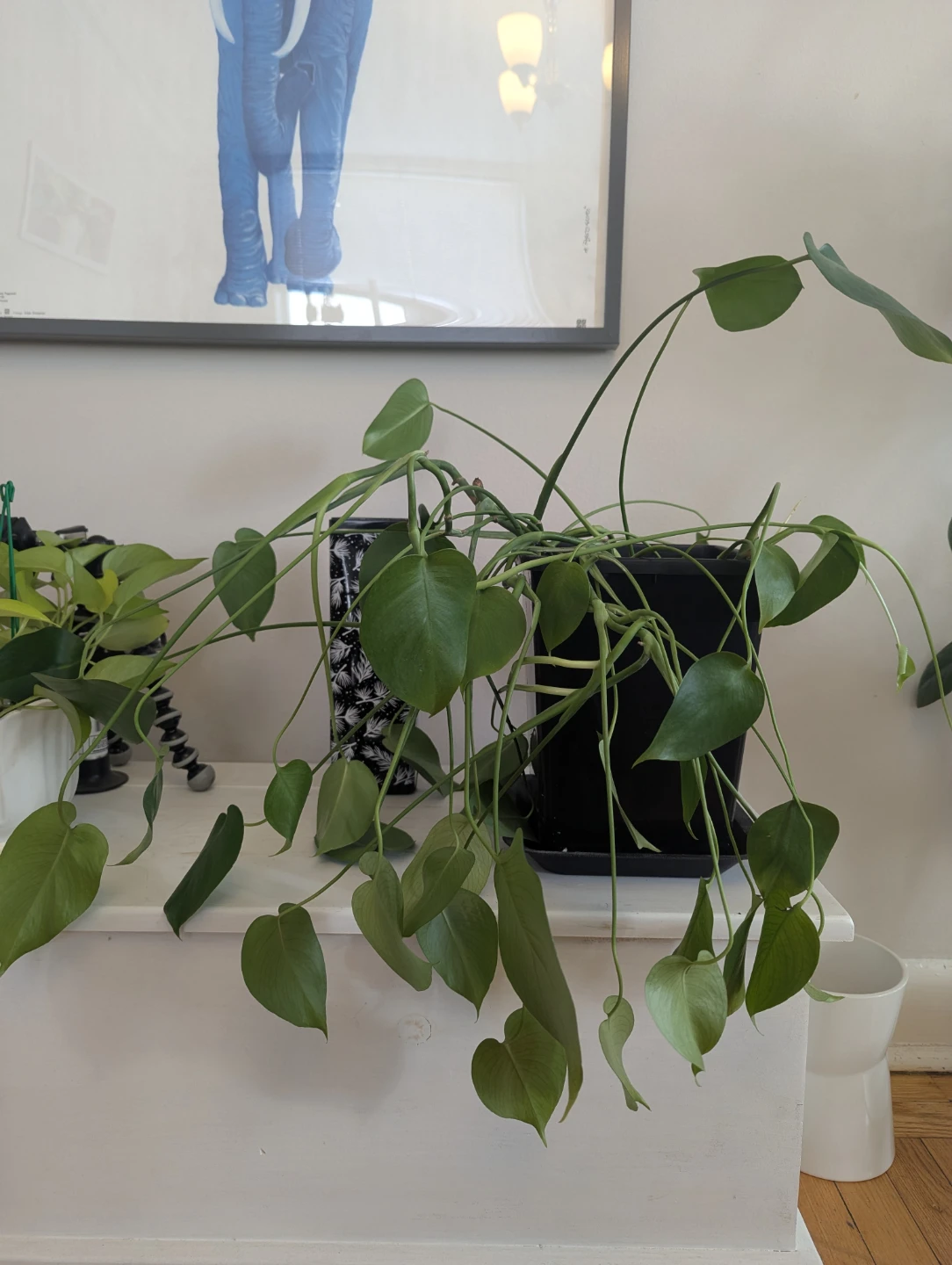 Monstera - photo 2