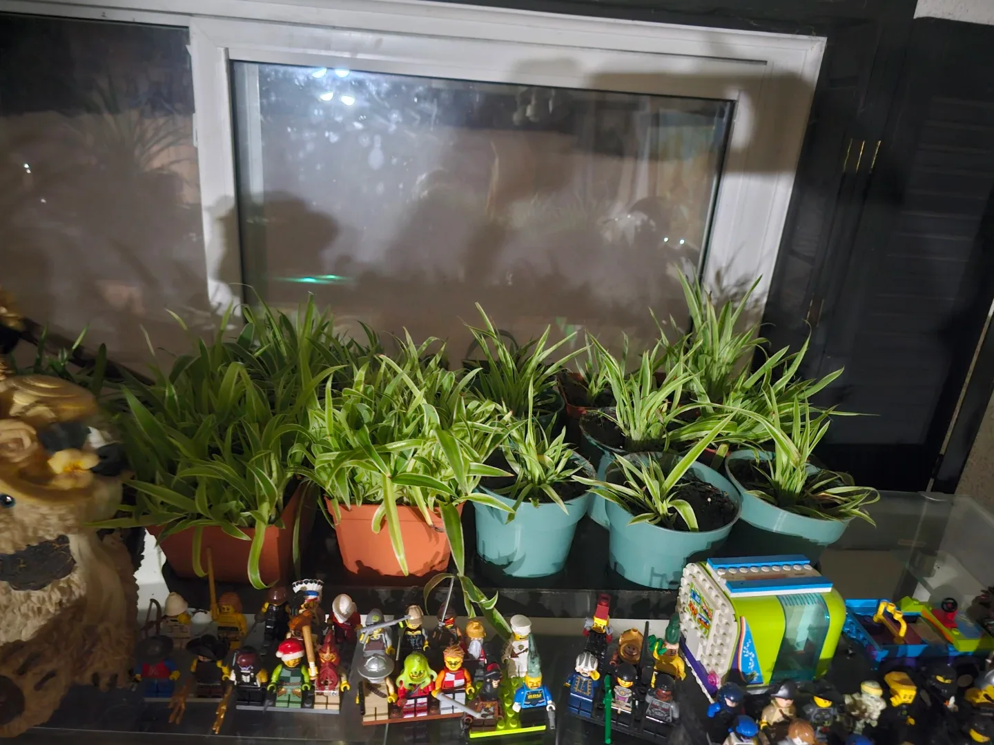 50 spider plants babies in 1 pot