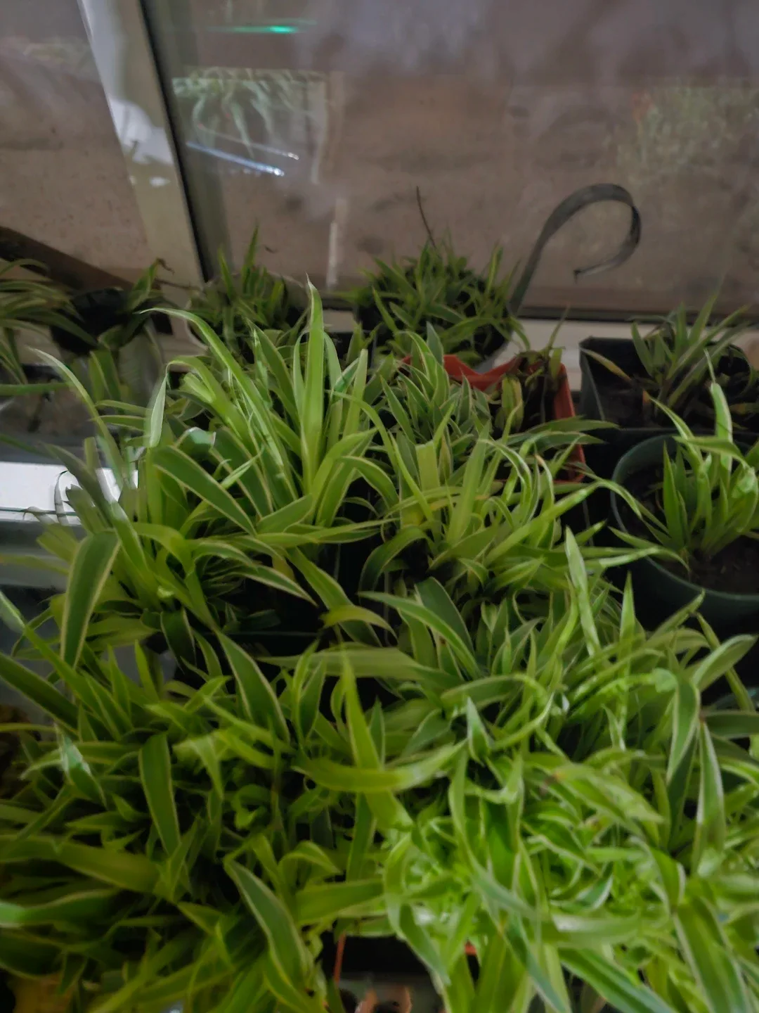 50 spider plants babies in 1 pot image indicator(2)