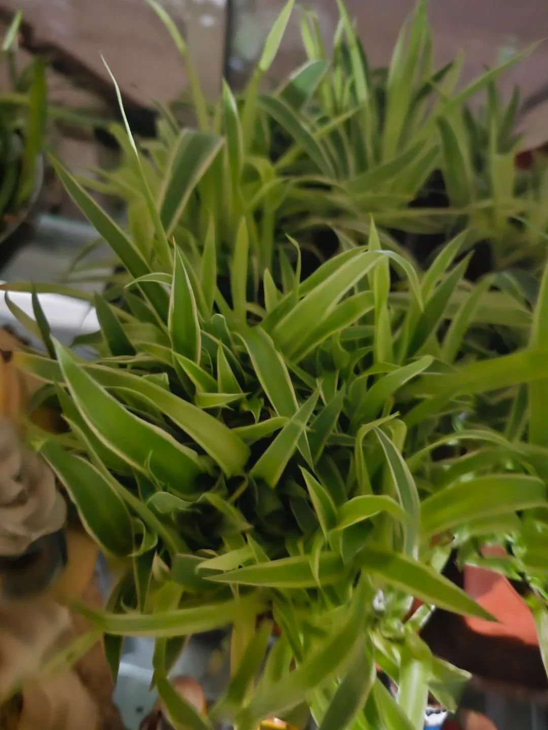 50 spider plants babies in 1 pot image indicator(3)