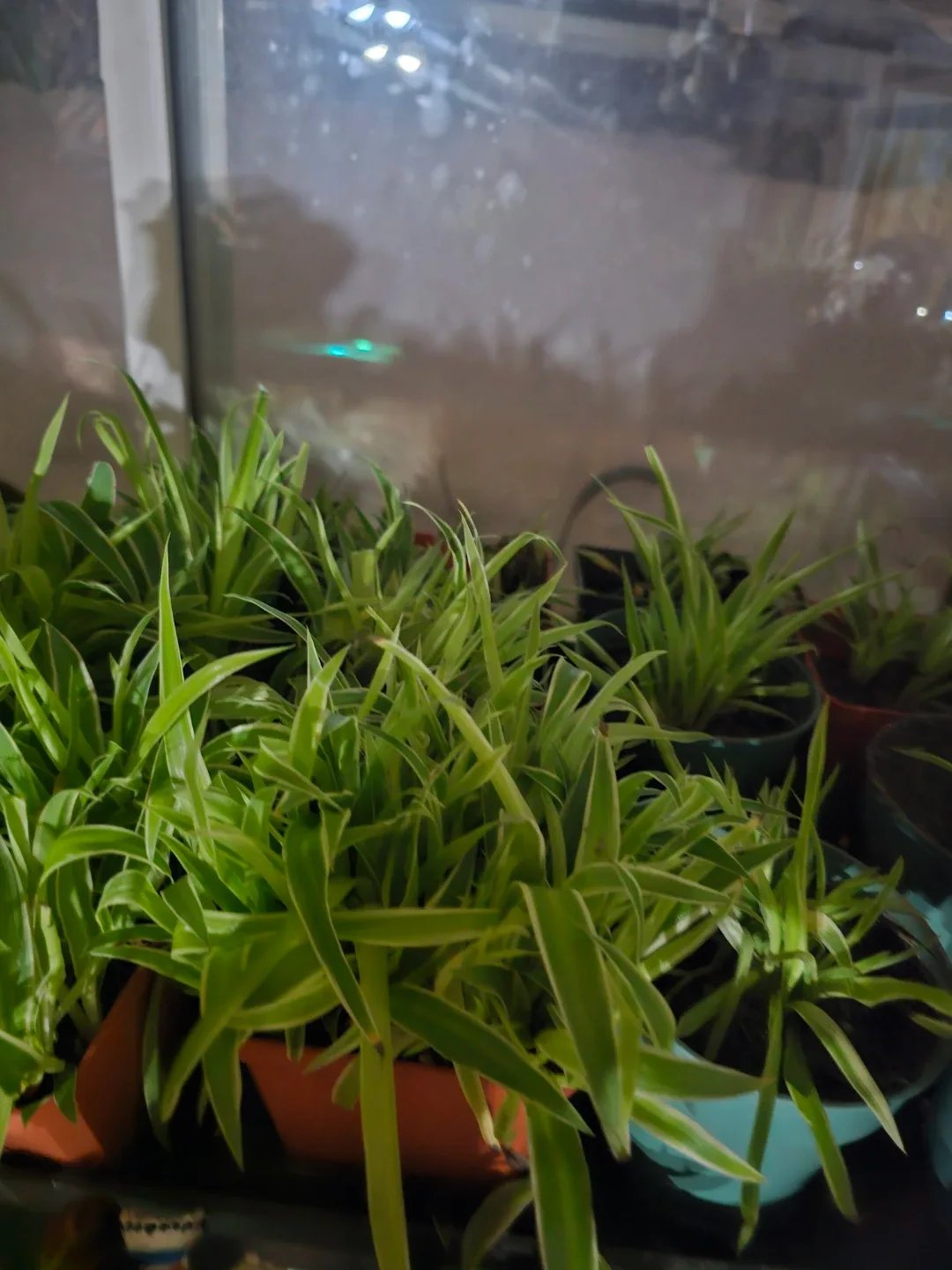 50 spider plants babies in 1 pot image indicator(4)