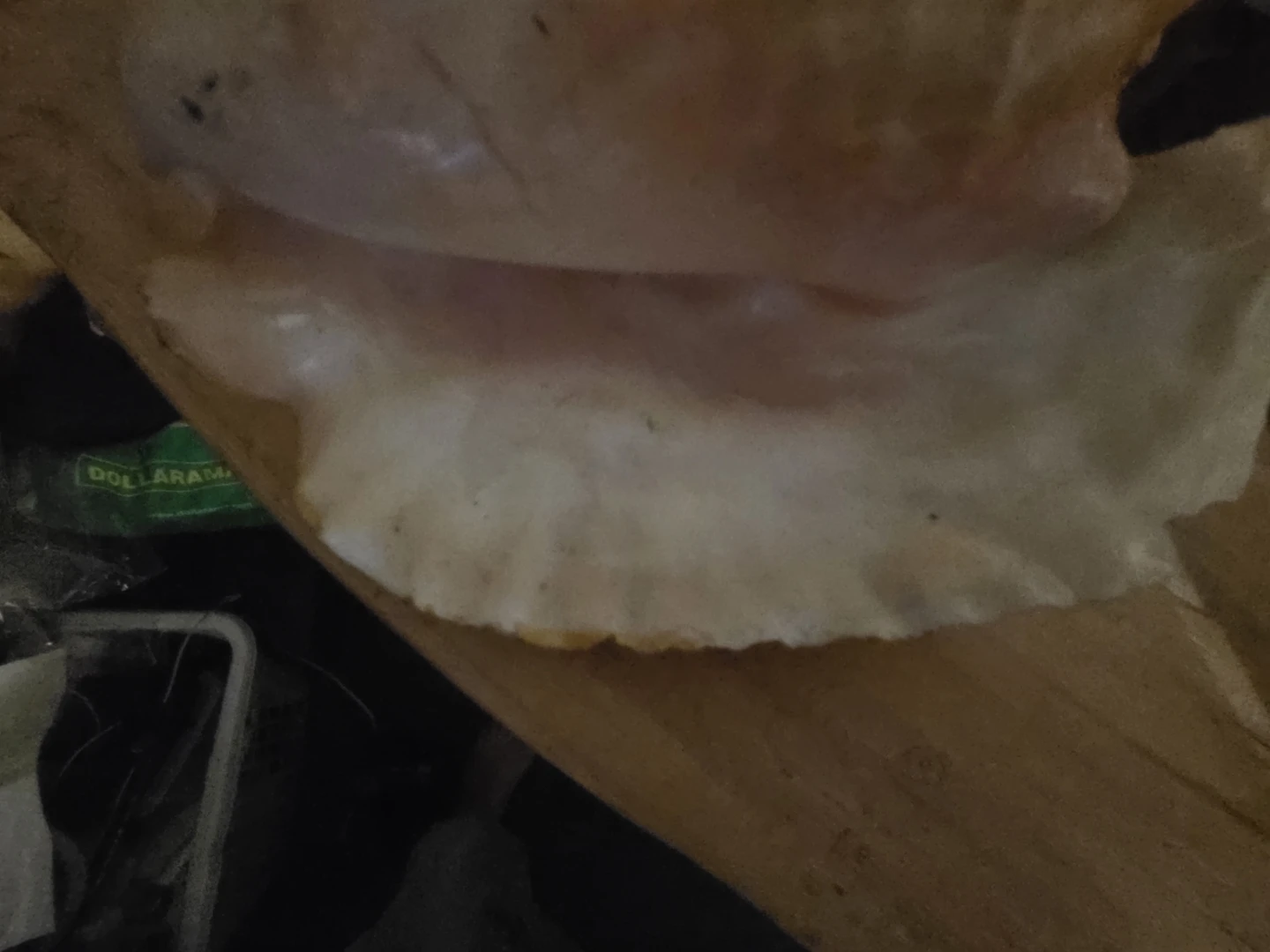 Seashell - photo 2
