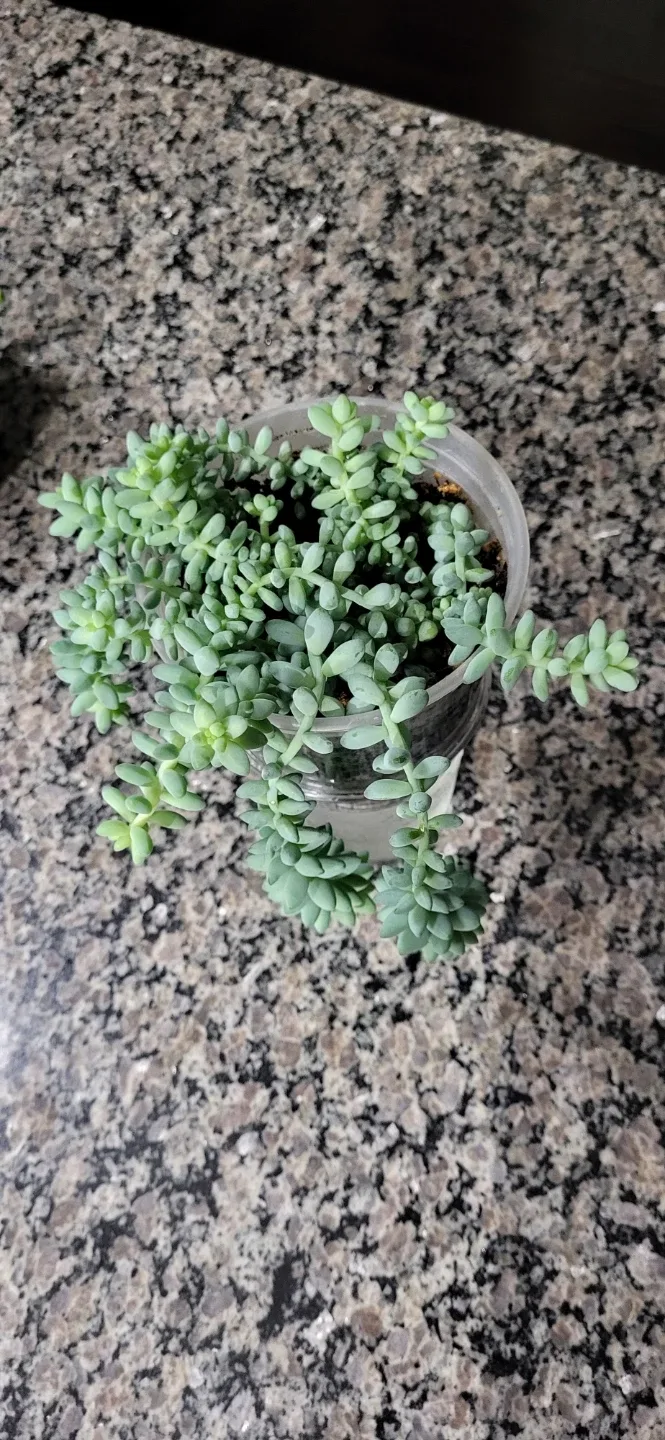 Burro's Tails succulent