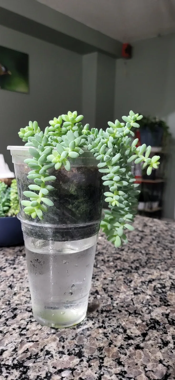 Burro's Tails succulent image indicator(2)