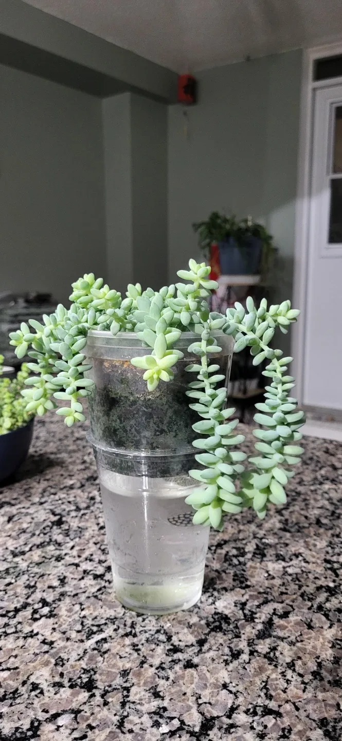 Burro's Tails succulent image indicator(3)
