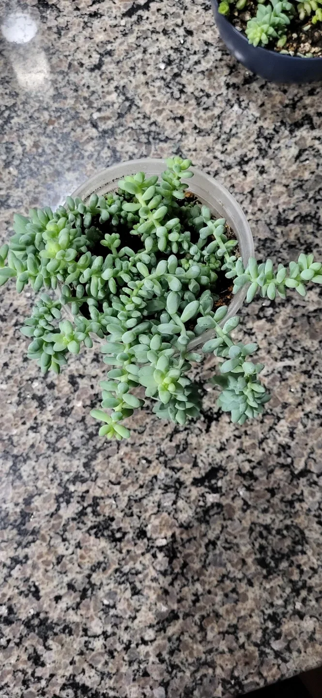 Burro's Tails succulent image indicator(4)