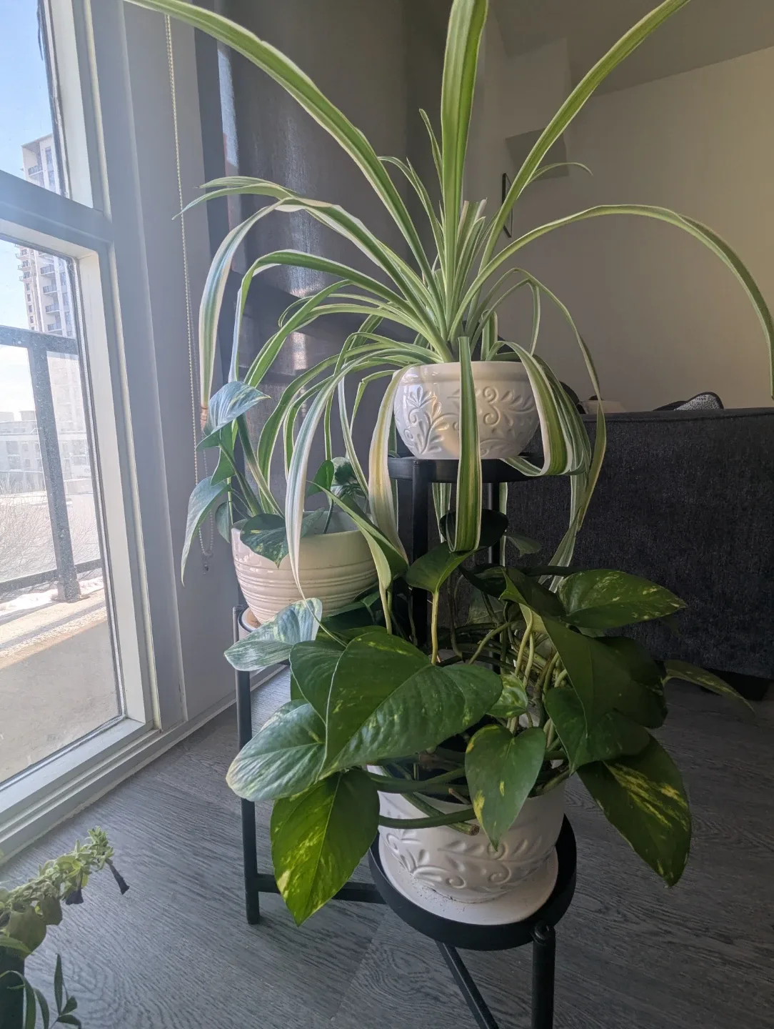 Interior plants for sale image indicator(3)