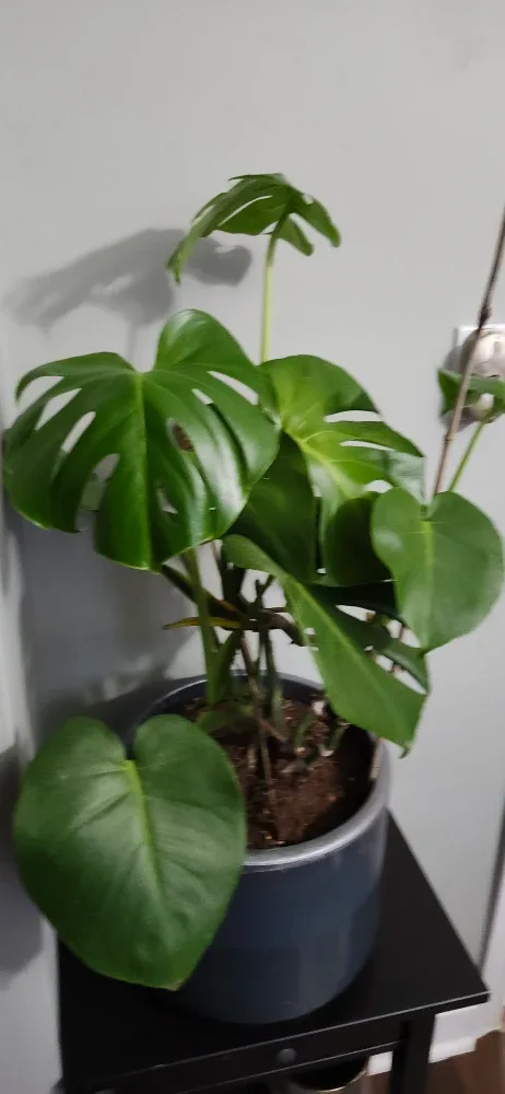 Monstera Plant in  Grey stone Pot. Price not negotiable image indicator(5)