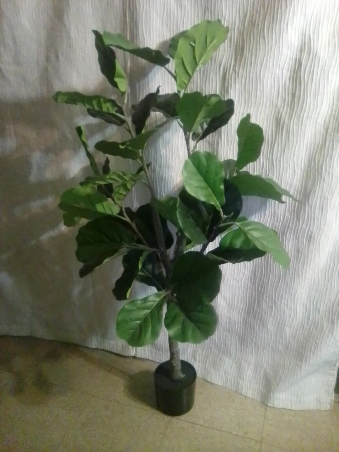 Fiddle Leaf Fig Tree Plant