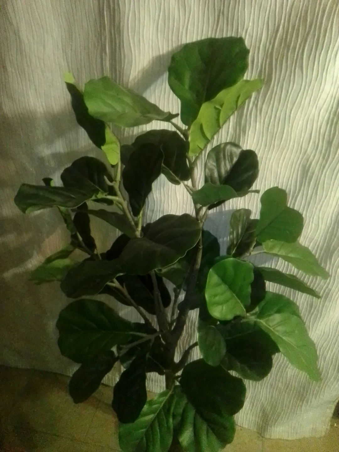 Fiddle Leaf Fig Tree Plant - photo 2