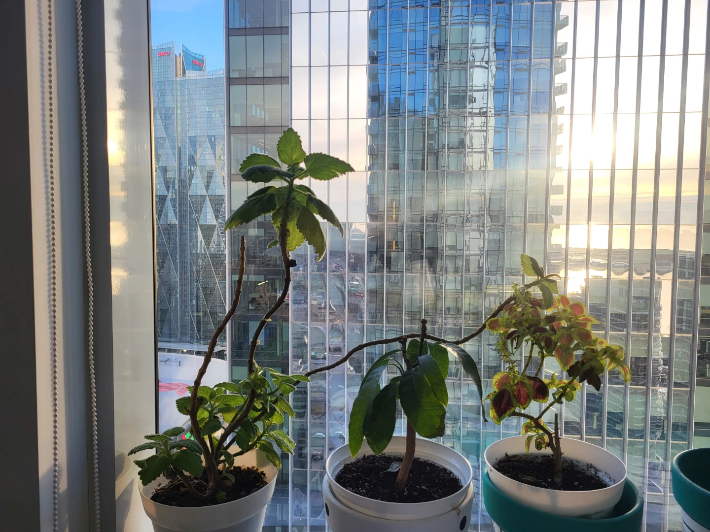 Free plants (3)
