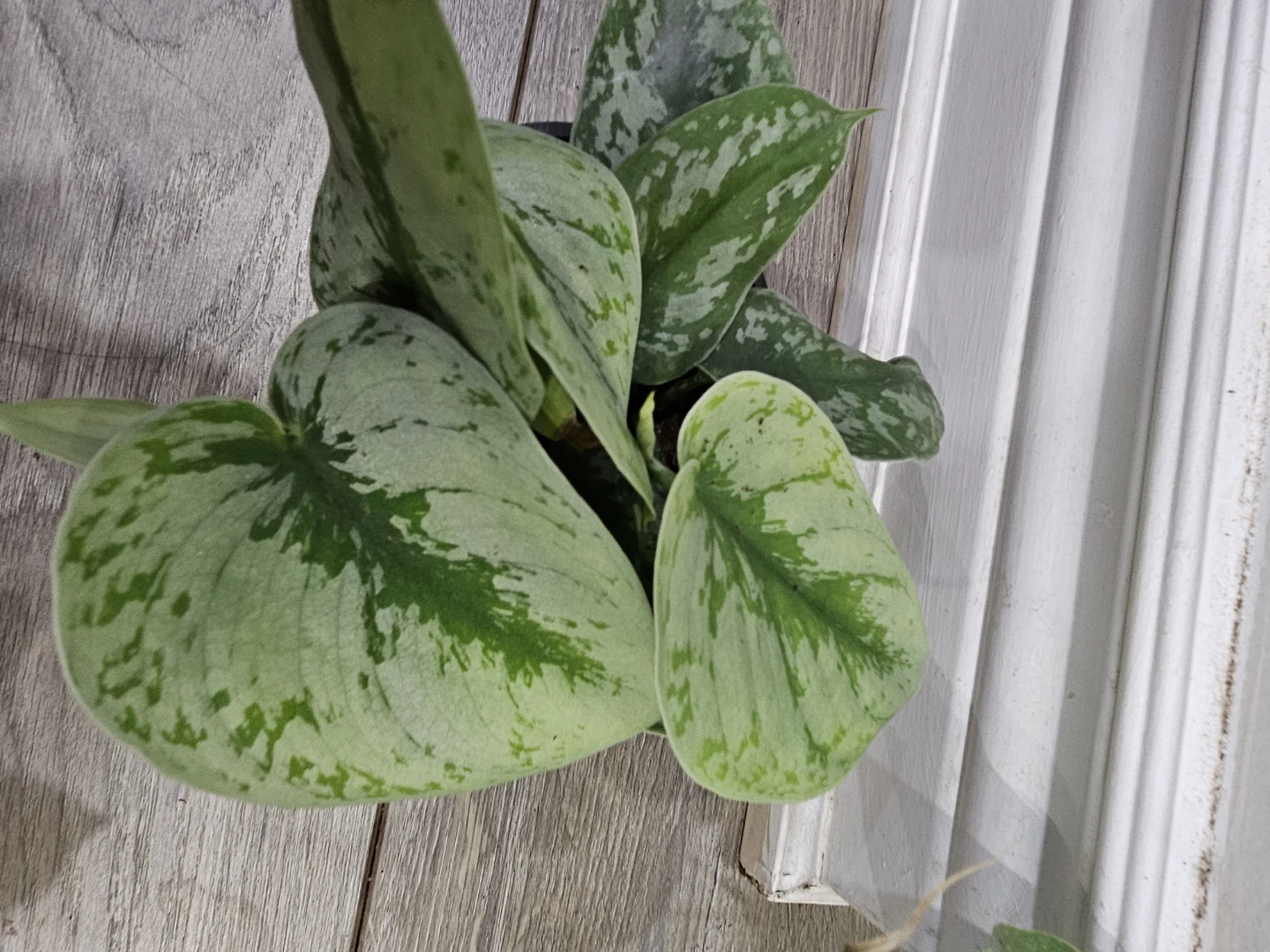 Silver Pothos Plant - photo 3