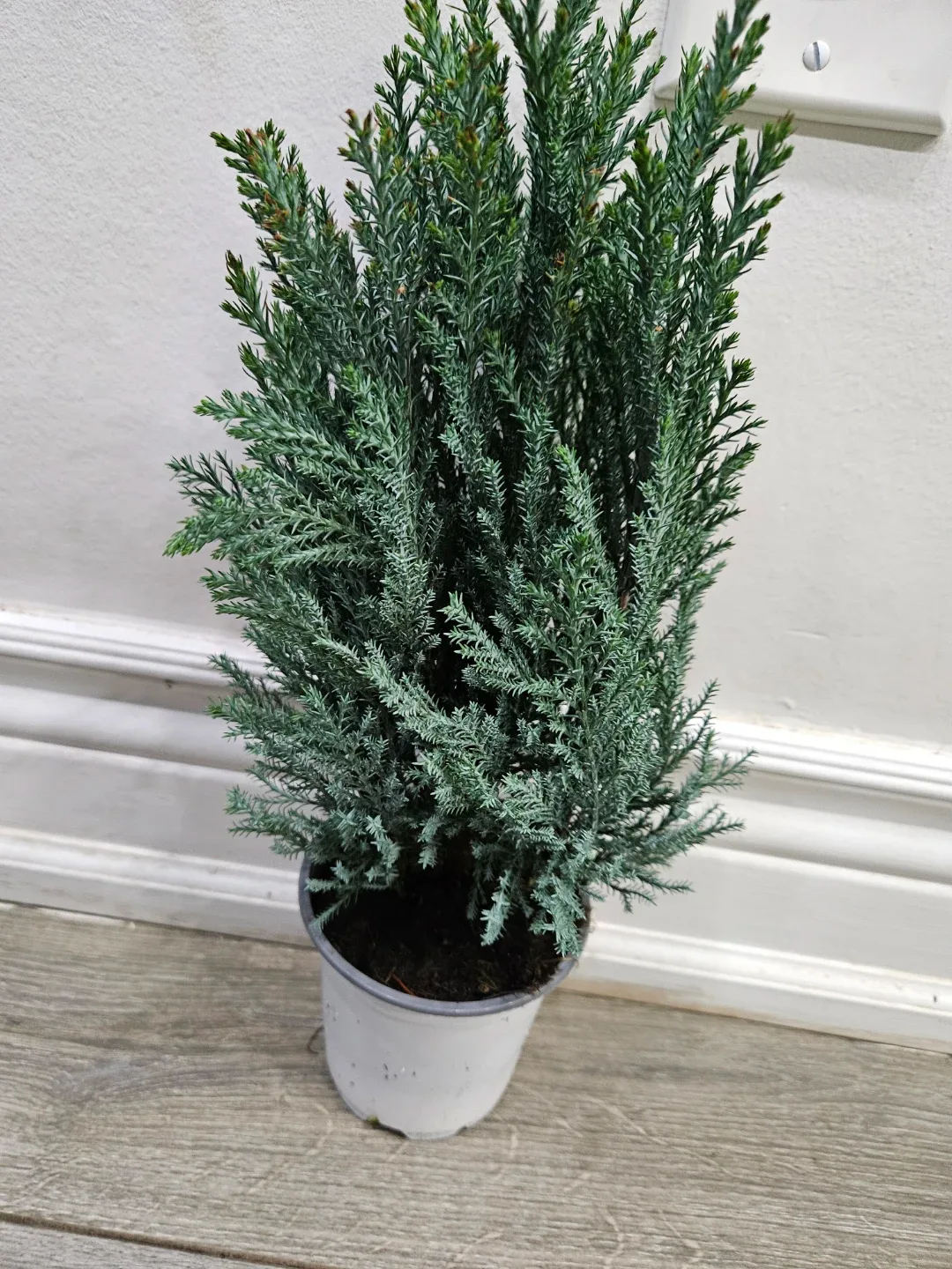 Blue Juniper Potted Plant image indicator(2)