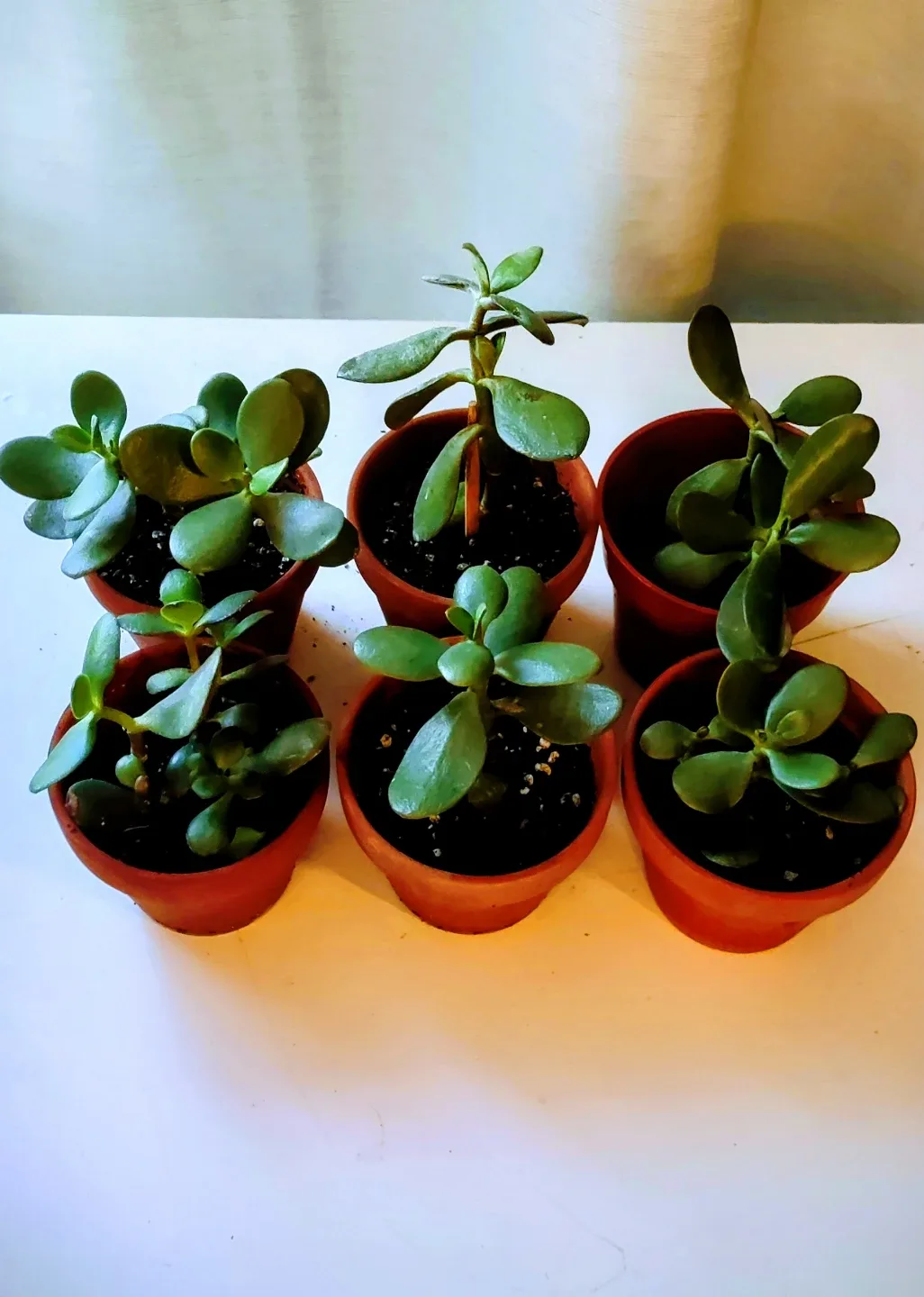 Small Jade Plants in Terracotta Pots #Cleanout