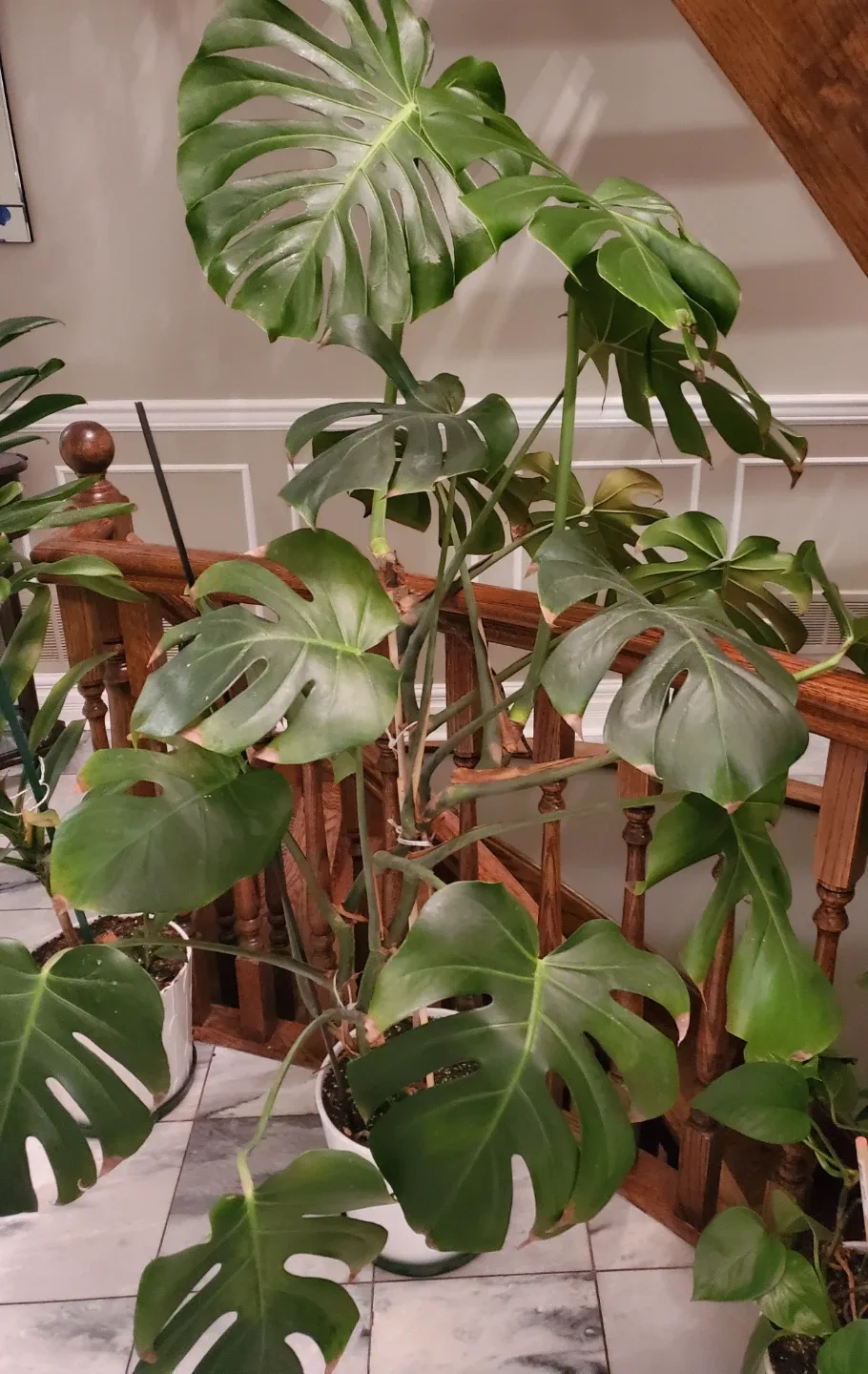 Monstera Plant