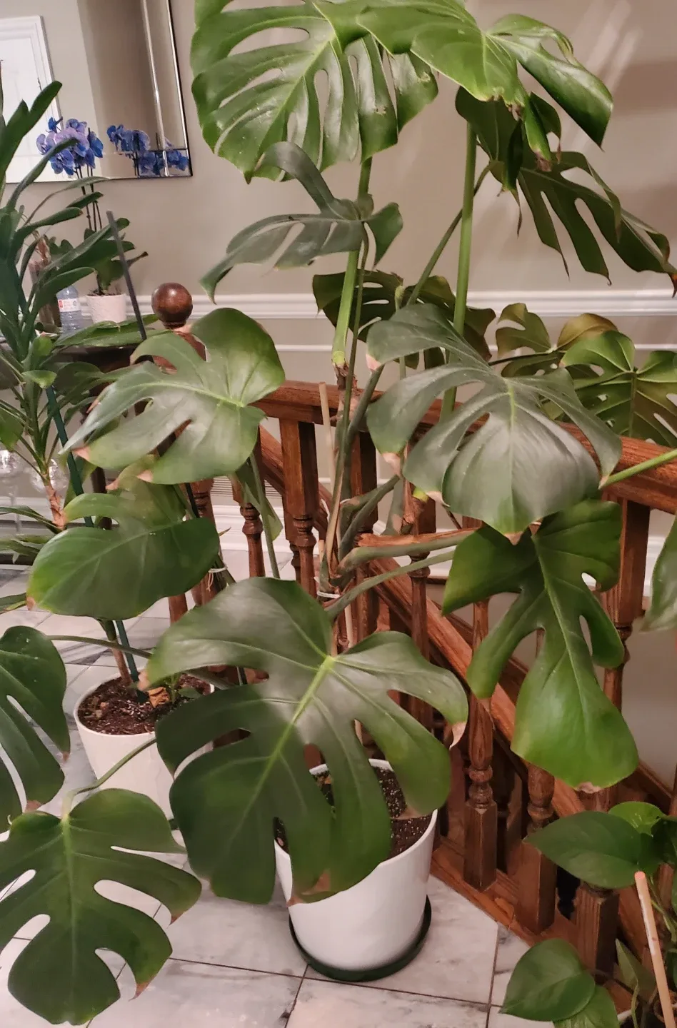 Monstera Plant image indicator(2)