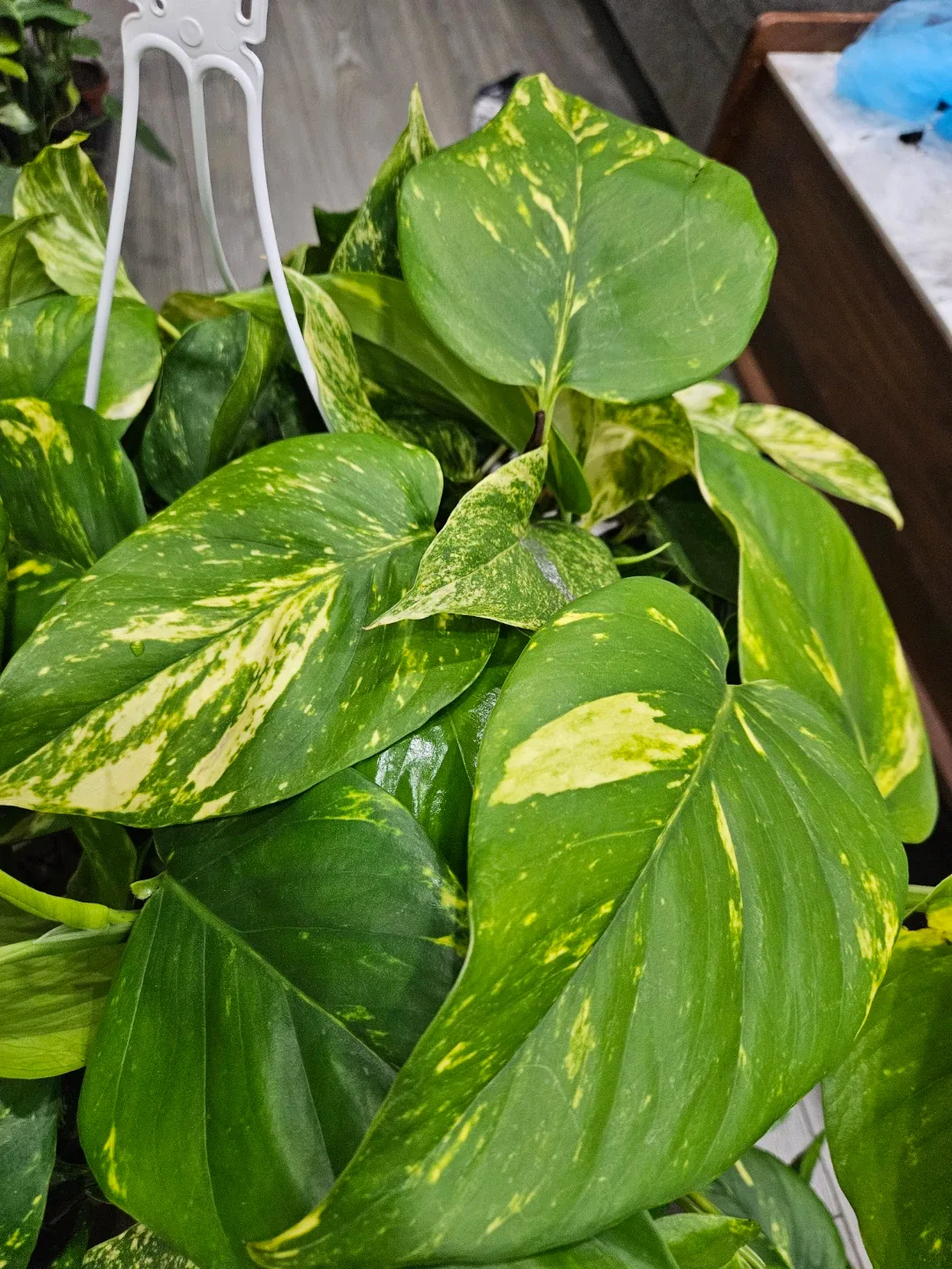 Golden Pothos Hanging Plant