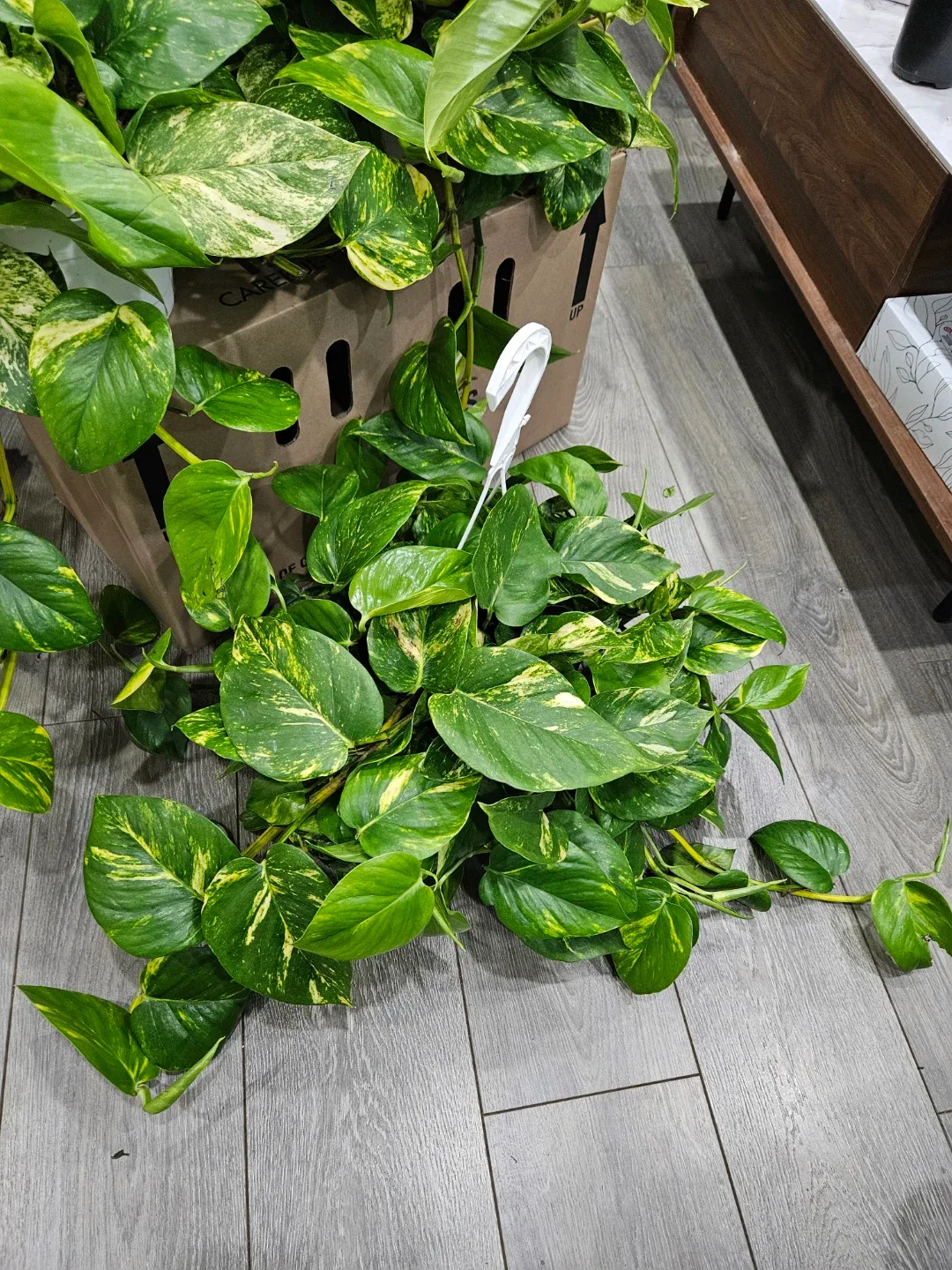 Golden Pothos Hanging Plant image indicator(2)