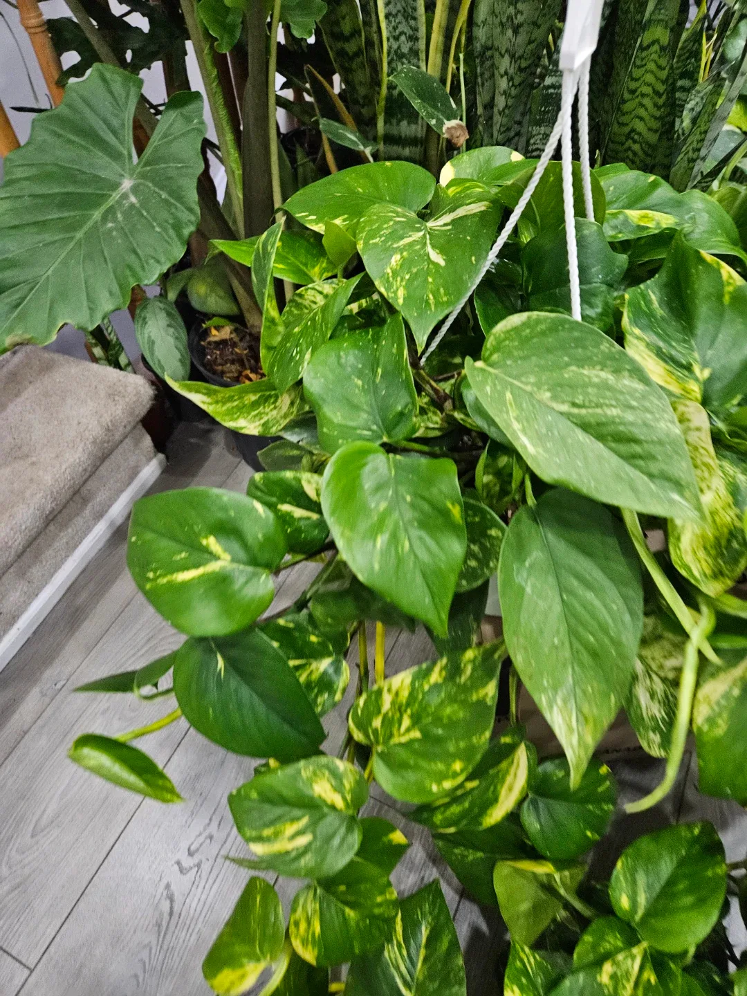 Golden Pothos Hanging Plant image indicator(6)