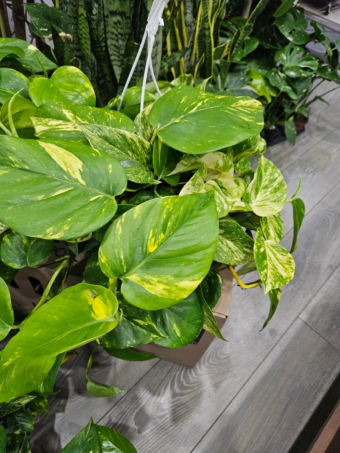 Golden Pothos Hanging Plant image indicator(9)