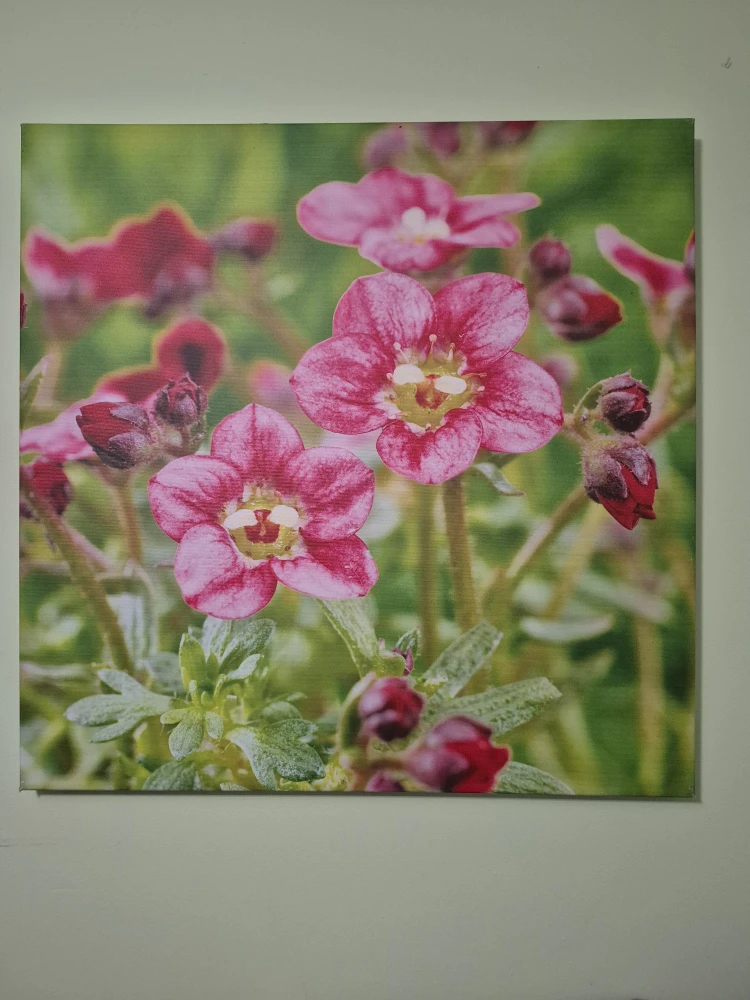 Pink flower canvas print