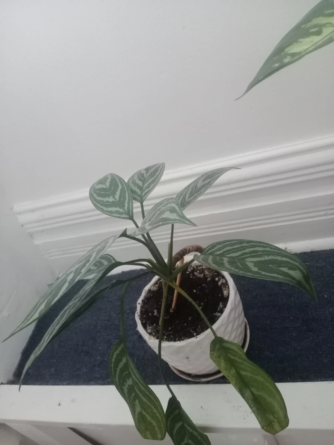 Potted Dieffenbachia & Aglaonema Plants - photo 2