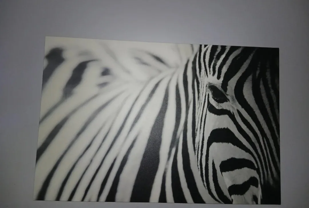 Zebra Print Wall Art