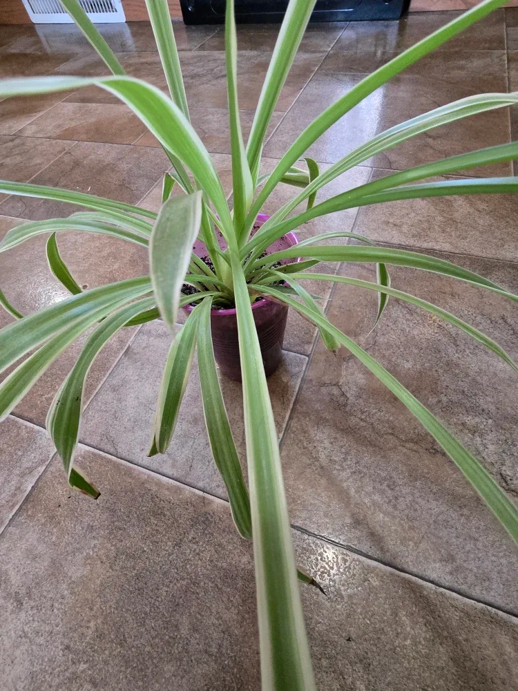 Spider Plant