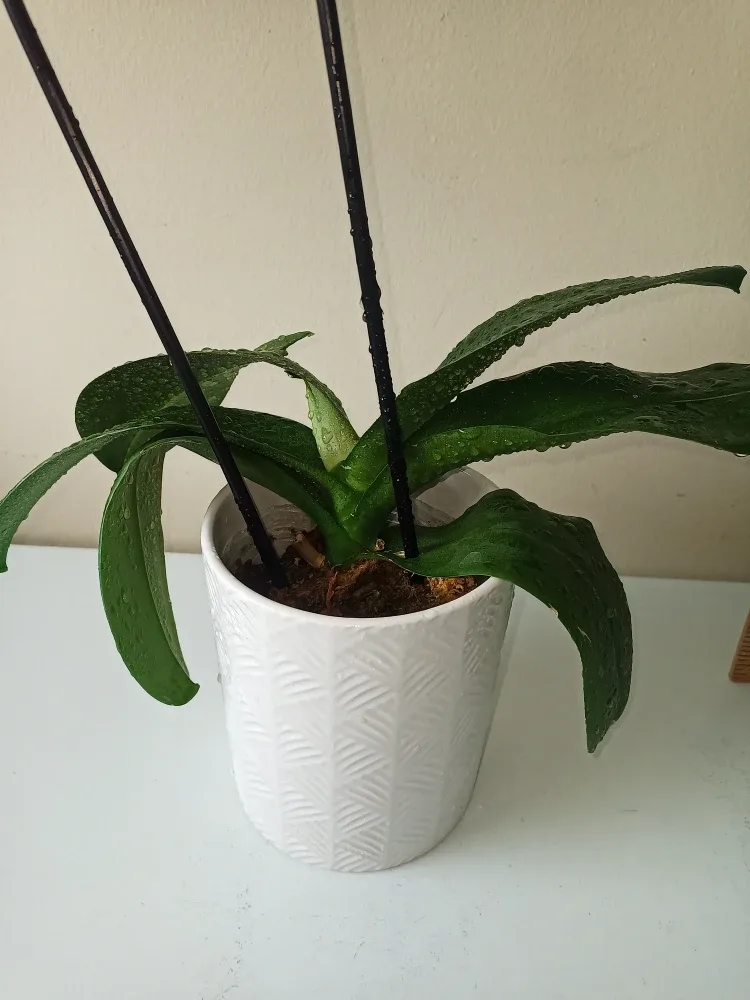 Orchid n/Ceramic Pot #Cleanout image indicator(4)