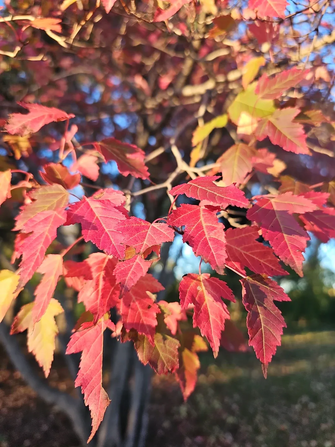 Real Pressed Maple Leaves
