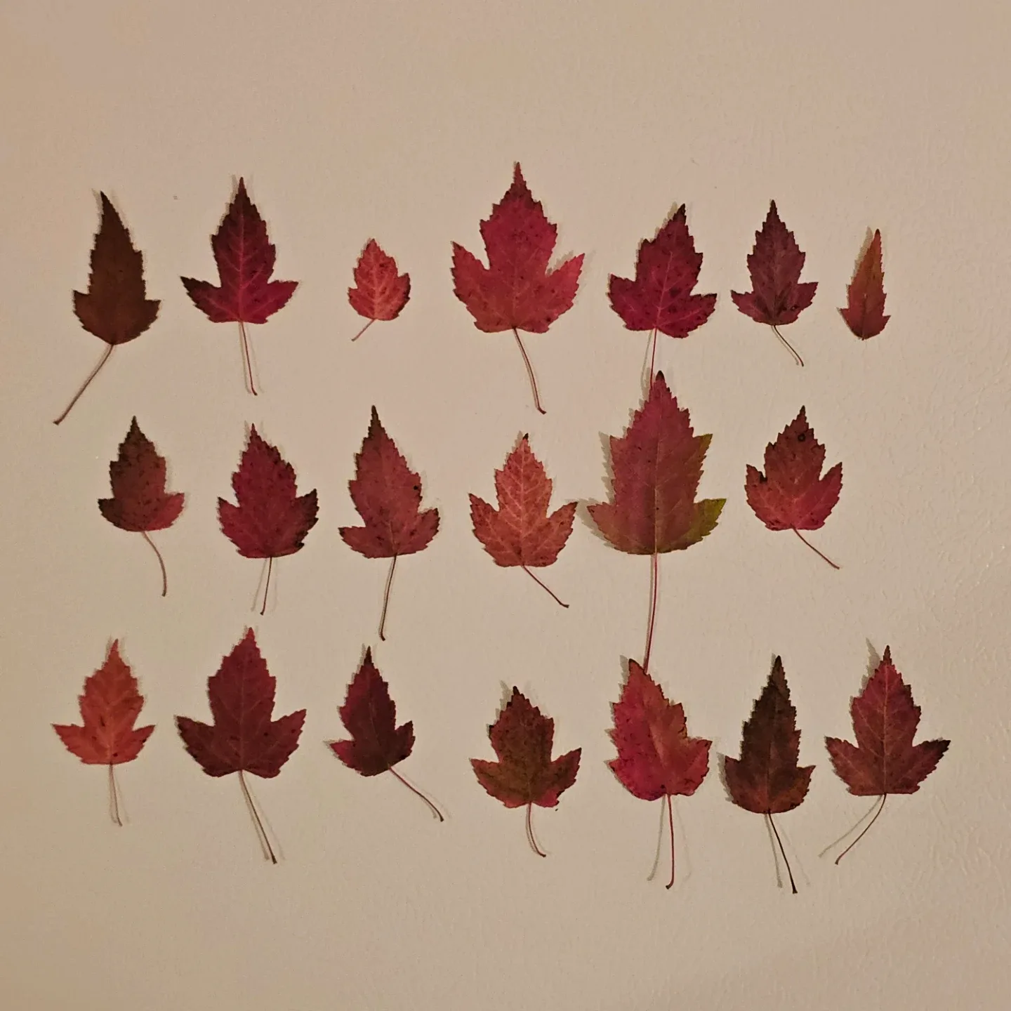 Medium Maple Leaves - Pack of 20