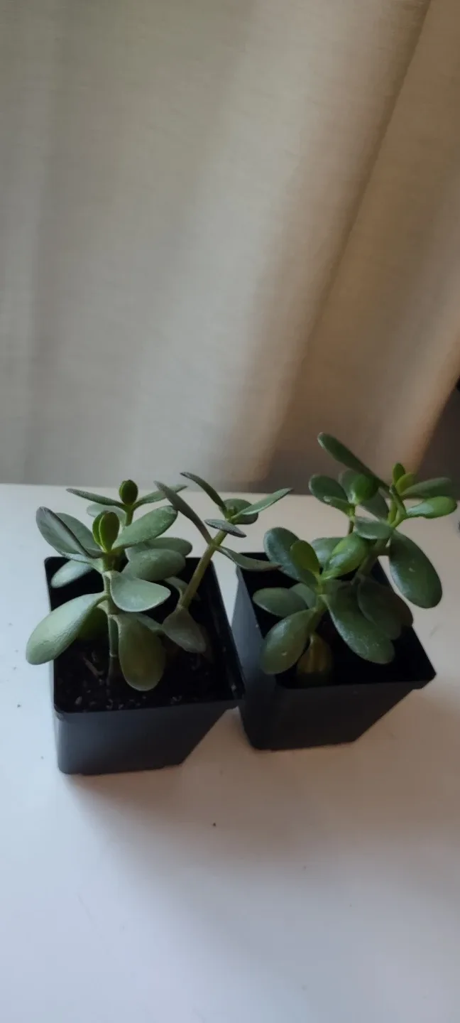Two Jade Plants in Black Pots 8.5" -#Cleanout