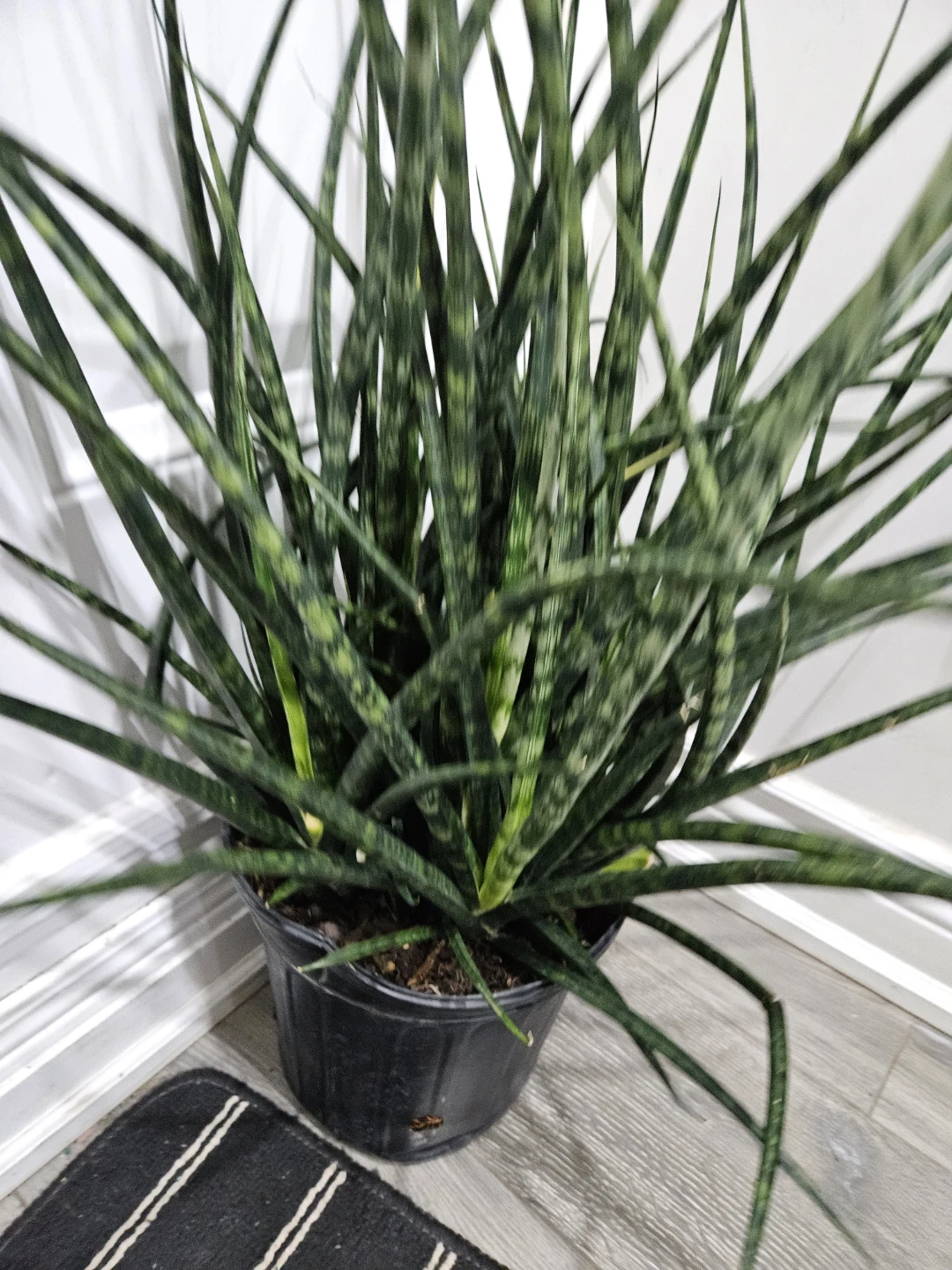 Snake Plant