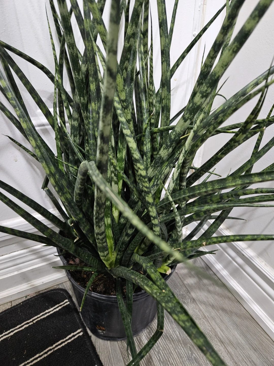 Snake Plant - photo 2