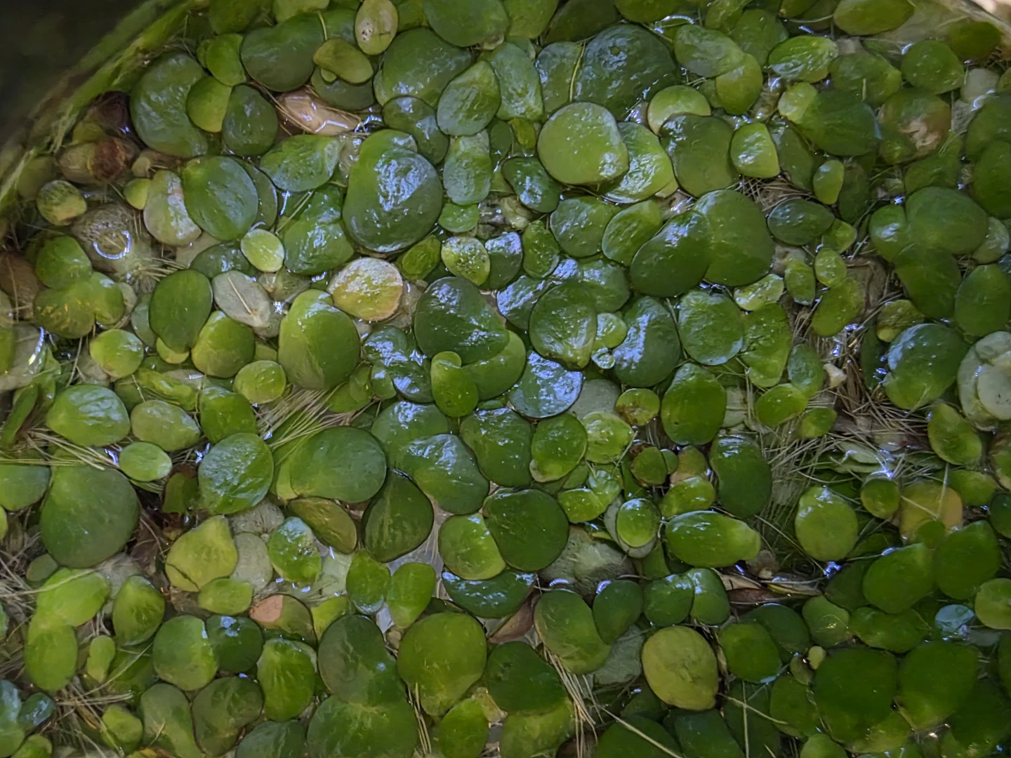 Aquatic Floater Plants - Giant Duckweed