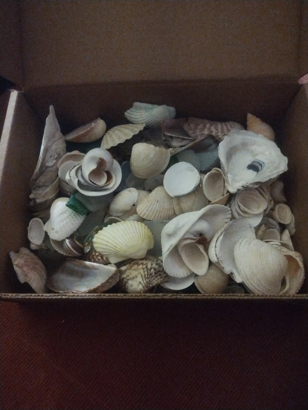 Seashell collection #gifting