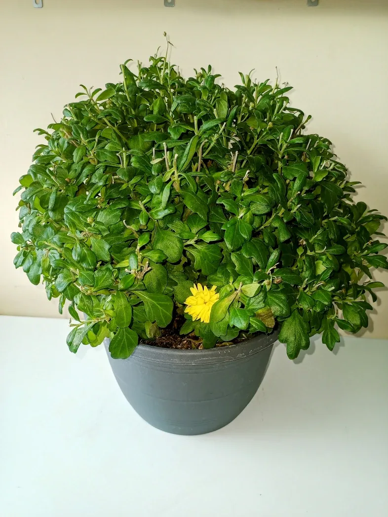 White&Yellow Perennial Chrysanthemums #Cleanout