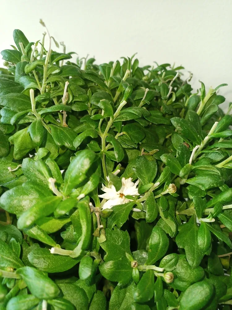 White&Yellow Perennial Chrysanthemums #Cleanout image indicator(2)