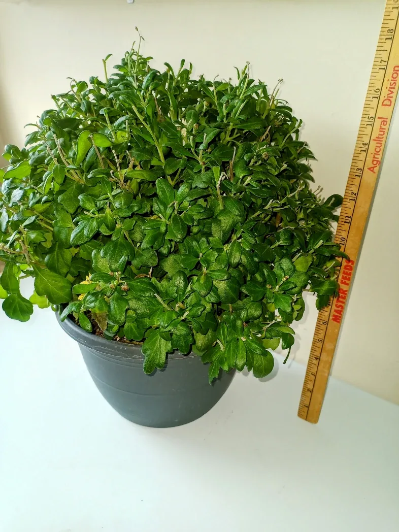 White&Yellow Perennial Chrysanthemums #Cleanout image indicator(3)