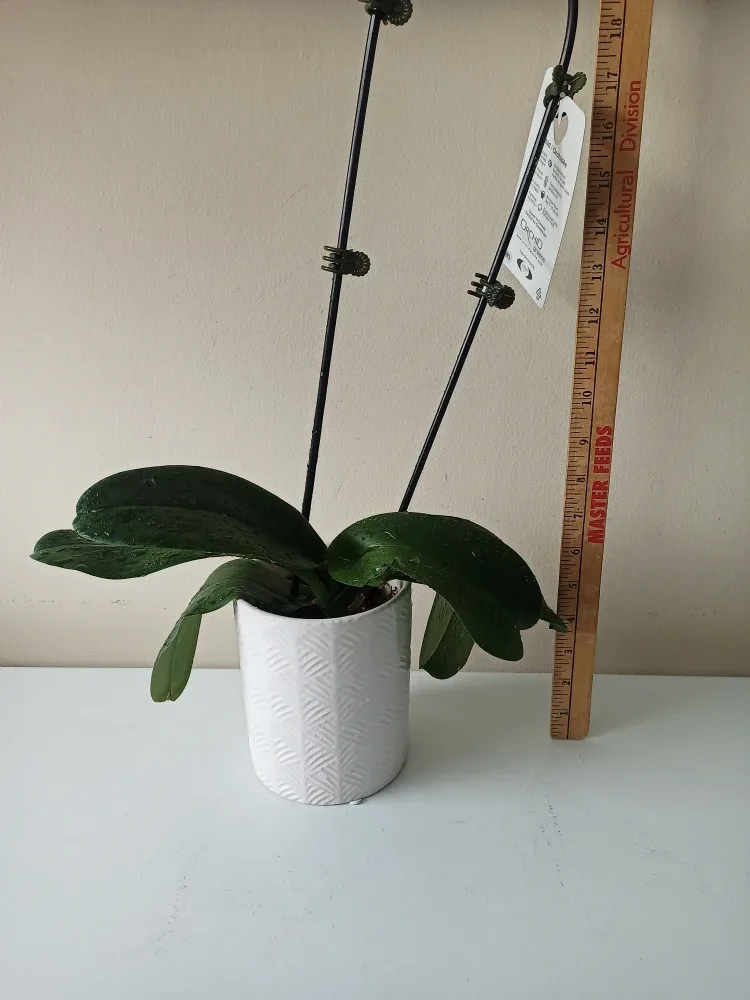 Orchid n/Ceramic Pot #Cleanout image indicator(3)